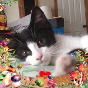 Meet your Posher, Sharon